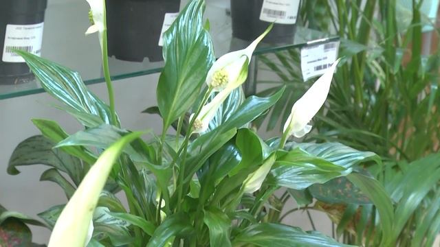 📺 Всё о Магазине горшечных цветов Веры Глуховой - в но смотреть онлайн