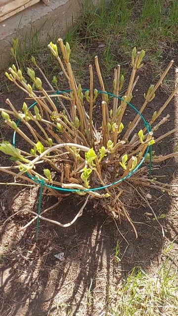 Гортензия древовидная Анабель весной в Сибири.