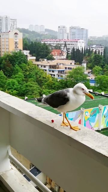 На балконе гостиницы Жемчужина, в Сочи #гости смотреть онлайн