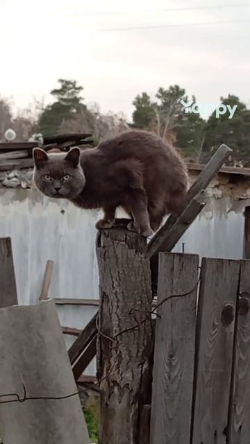 ЧУДЕСНЫЙ КОТ НА ЗАБОРЕ смотреть онлайн