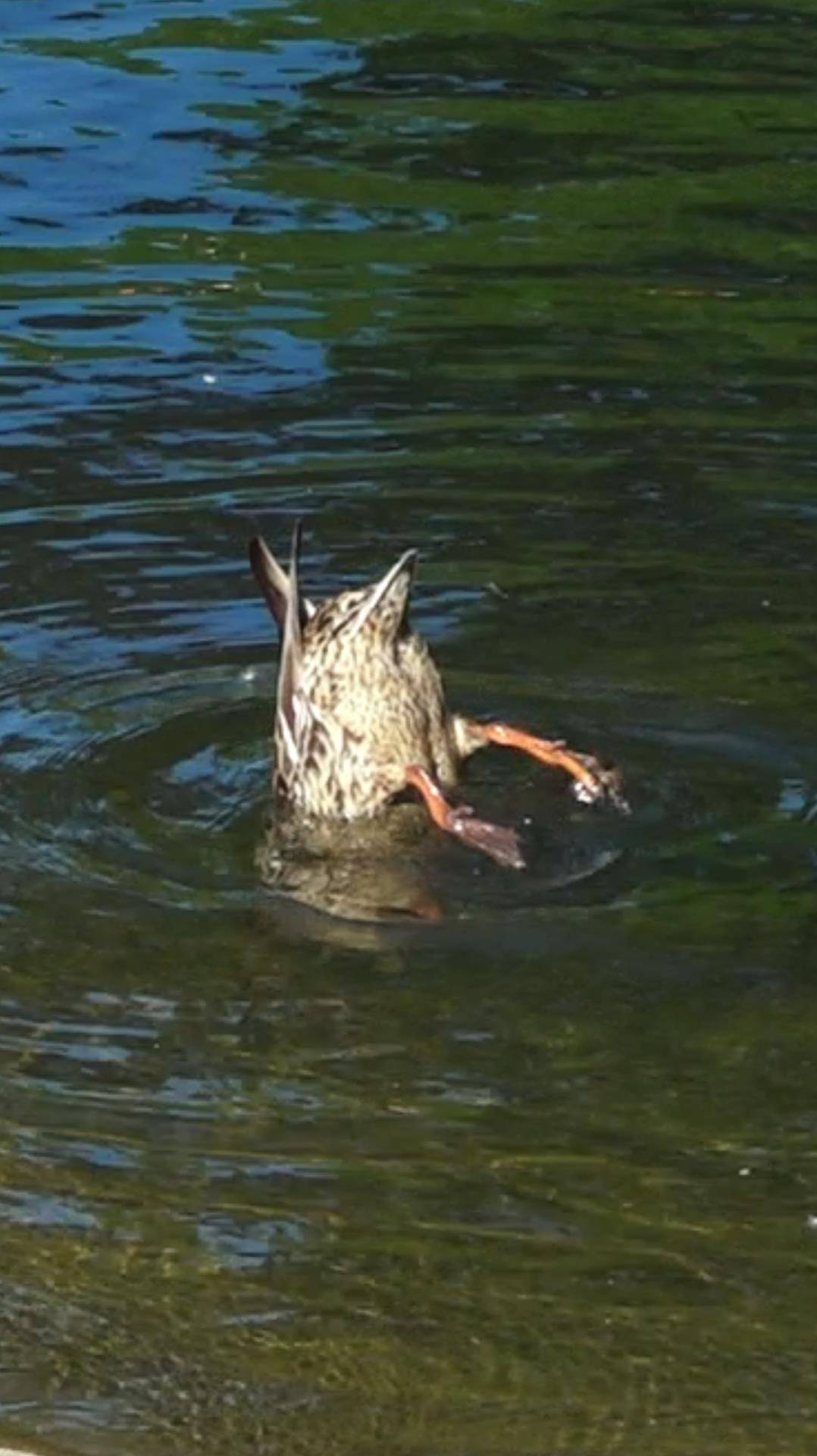 "Утка Ныряльщица". смотреть онлайн