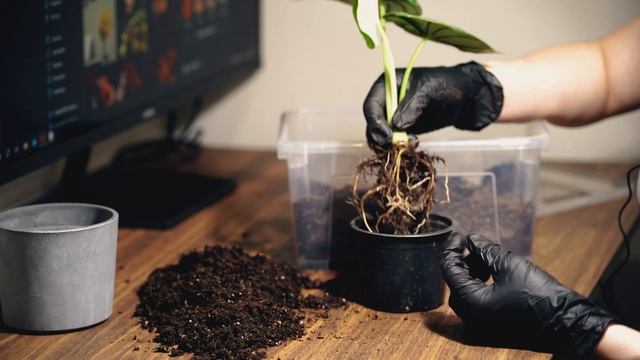 АЛОКАЗИЯ DRAGON SCALE из Пятёрочки!!! ПЕРЕСАДКА, ИЩЕМ КЛУБНИ смотреть онлайн