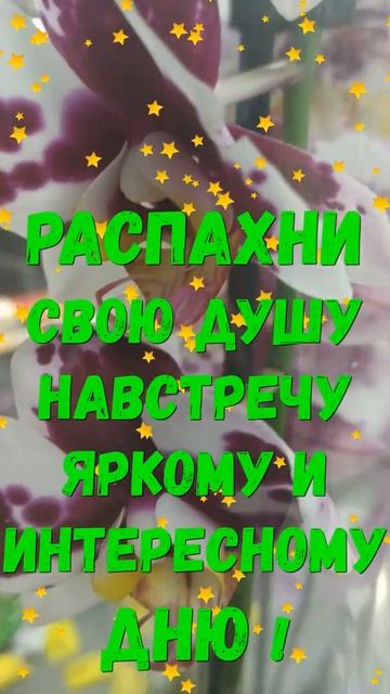 Пусть утро будет самым нежным и ласковым#shorts смотреть онлайн