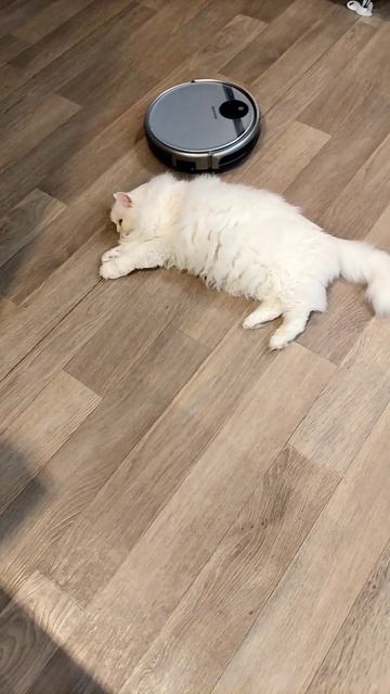 Жёсткий массаж коту Мартину от робота пылесоса. смотреть онлайн