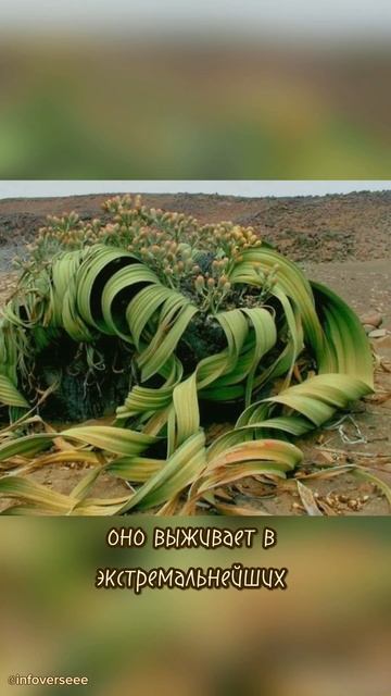 самые странные и необычные растения со всего мира. час