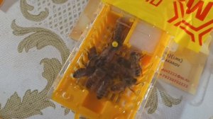 Купить племенной,зимовалый, материал Бакфаст.mp4