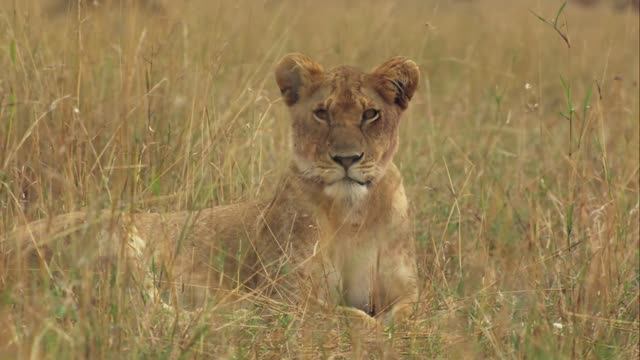 Малыши в дикой природе. смотреть онлайн