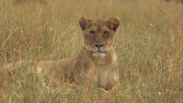 Малыши в дикой природе.