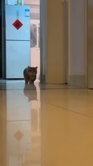 Кошки Догонялки