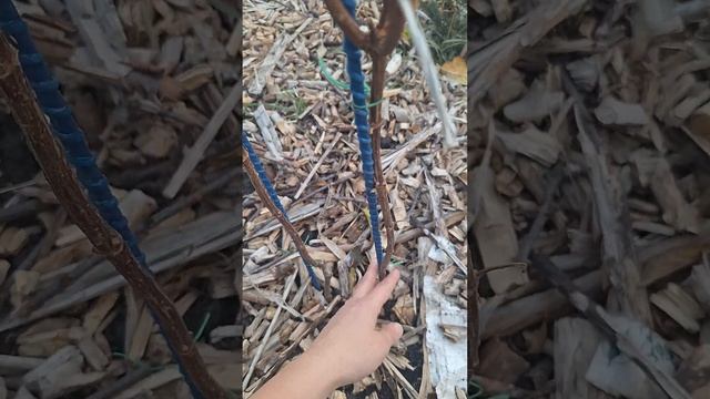 Формирование, обрезка метельчатых гортензий. смотреть онлайн