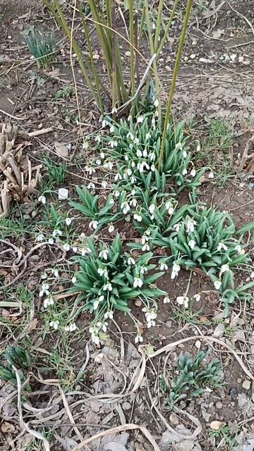 Подснежники в феврале (Snowdrops in February) #shorts смотреть онлайн