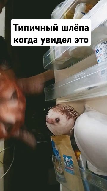 А я не понял что вы делаете в моём холодильнике #мем #шл смотреть онлайн