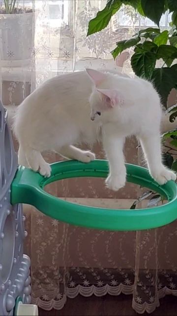 Вот как котята играют в баскетбол. #кошки #шорты смотреть онлайн