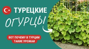 Вот почему в Турции такие урожаи...