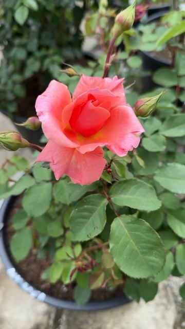 Красиво 😻 июнь 2024 🌸 #flowers #бугенвиллия #гортензия #цве смотреть онлайн