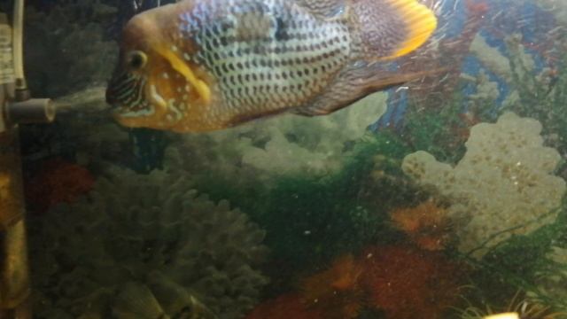 Акара бирюзовая 🐟