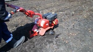 Пашня и посадка картофеля мотоблоком САЛЮТ 100