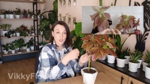 Колеус. Как заплести в КОСУ? #колеус #колеусвкосу #комн?