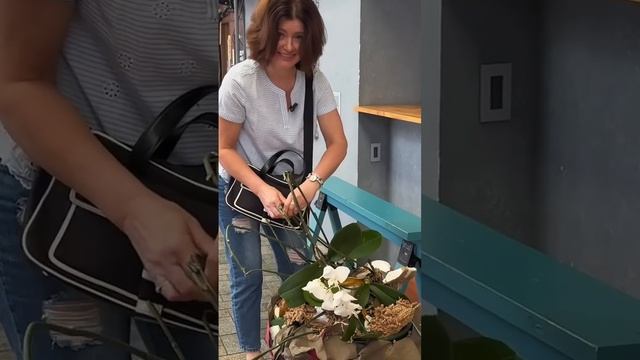 Орхидея с японской мусорки. «Осака» #орхидеи #orchid #орхи смотреть онлайн