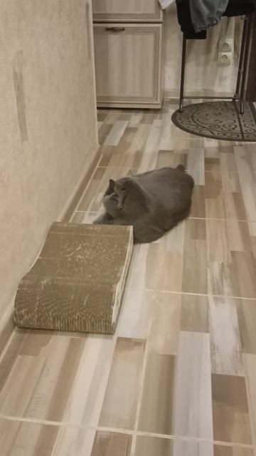 А Васька слушает, да не слушается смотреть онлайн