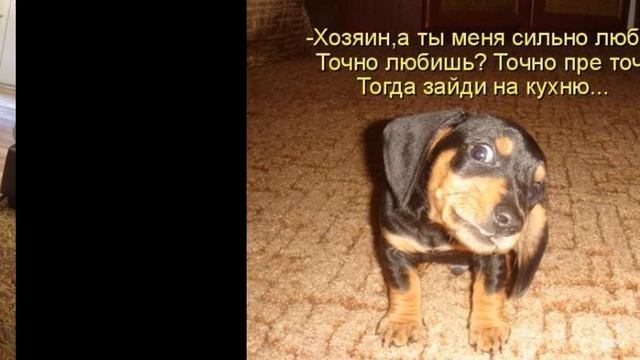 смешные картинки, первое видео смотреть онлайн