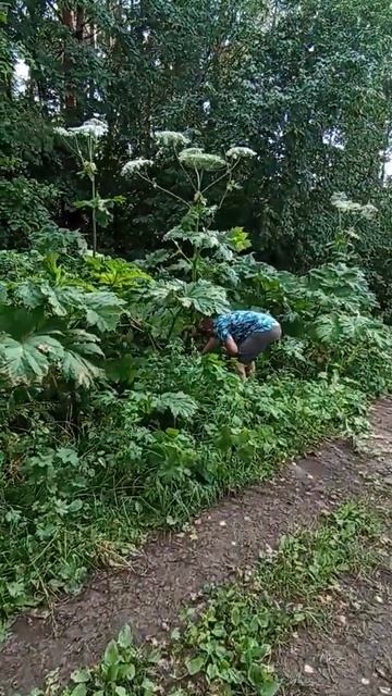 борьба с борщевиком