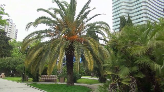 Прогулка по Сочи - 3 мая 2025 смотреть онлайн