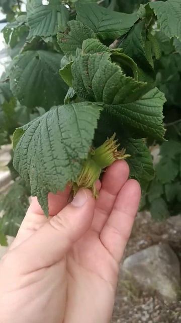 Детские площадки в Германии. #shorts #germany #kinder #motivation смотреть онлайн