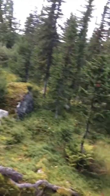 Сказочный кедр в Ергаках смотреть онлайн