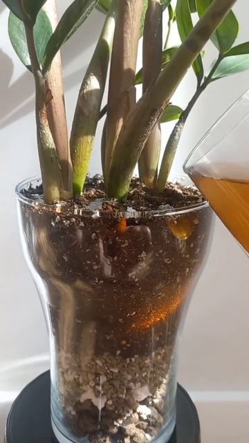 Полив замиокулькаса в закрытой системе. Как это делаю смотреть онлайн