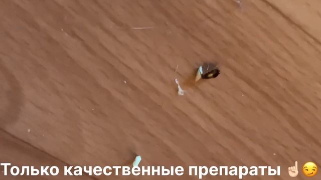 Бесплатная обработка, ели бабулю заживо! Уничтожение ? смотреть онлайн