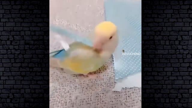 ПРИКОЛЫ 2019 ЛУЧШЕЕ ЧУДИКИ ИЗ СОЦСЕТЕЙ #32😂ЛЮТЫЕ ПРИКОЛЫ РЖАКА ДО СЛЕЗ смотреть онлайн
