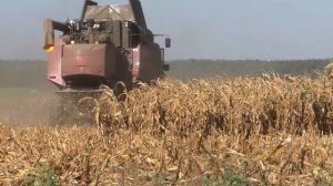 Уборка кукурузы на семена 2024 (GOMSELMASH GS12A1