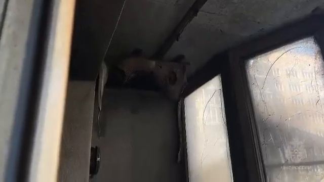 На балконе загорелся холодильник