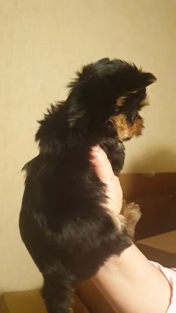 #Йорк #крошка #девочка #открыта #бронь #Обворожительная смотреть онлайн