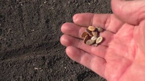 Посев арбузов в открытый грунт