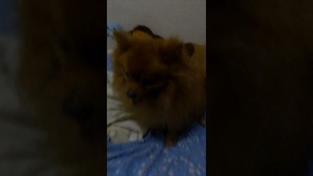 #шпиц#играет#обзорнаигрушпиц#мики