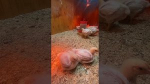Бройлерам 20 дней Вес  от 950 гр до 1200 гр