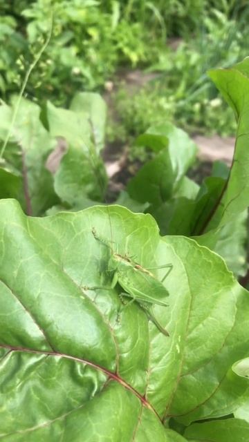 #кузнечик #кузя #фазенда #огород #приколы #топ #юмор #нас смотреть онлайн