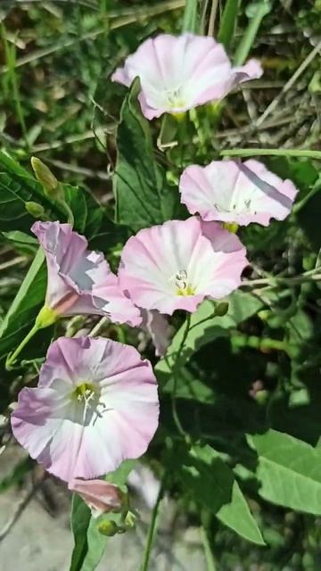 Вьюнок #shorts #цветы #flowers смотреть онлайн