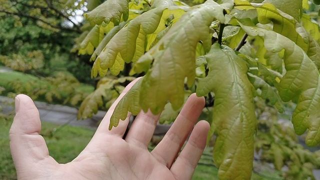 Как отличается Дуб Красный (Quércus rúbra) от обычного черешчатого (Quércus róbur) по весне. 2025. смотреть онлайн