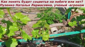 Весенняя обломка лишних побегов винограда. Как понять что грозди не будет и убрать холостой побег?