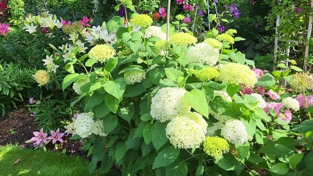Обзор сада. 10 июля. Лилии в саду. Подбор по цвету и в ком смотреть онлайн