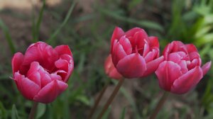 Весенняя мелодия цветов