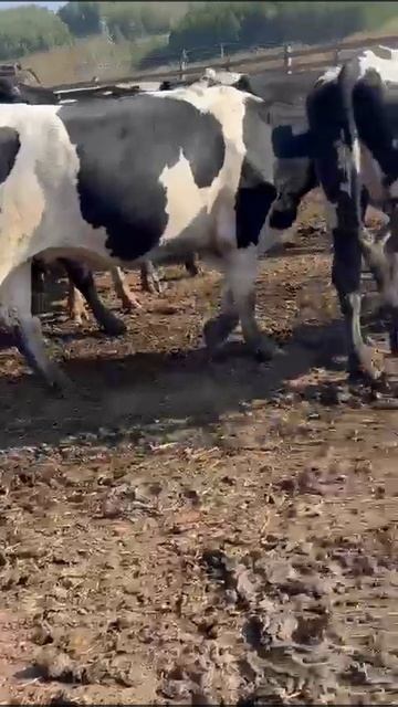 Нетели чëрно пëстрые голштиниз. 80 голов, Веса: +-500кг.чи? смотреть онлайн