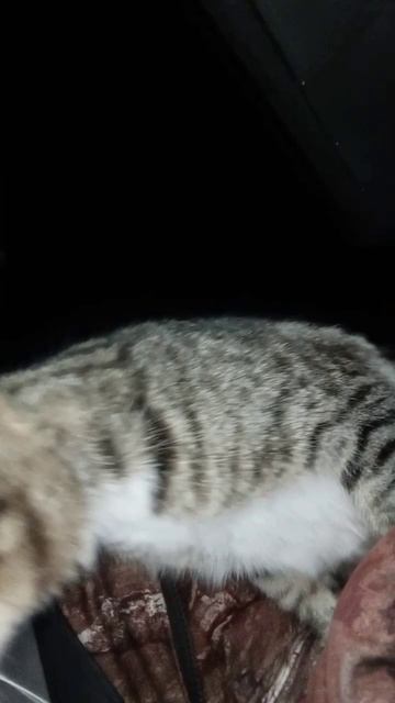 Друг который никогда не предаст. смотреть онлайн