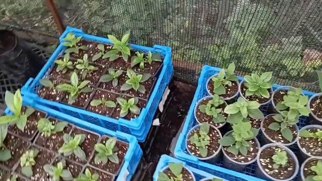 Как я адаптирую маленькие гортензии 08.08.2024 смотреть онлайн