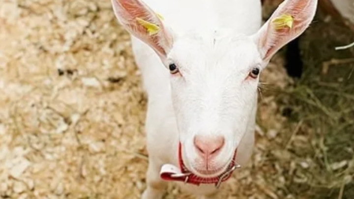 Открываю ферму в рб 🐮🦒🐰🐔🐖 смотреть онлайн