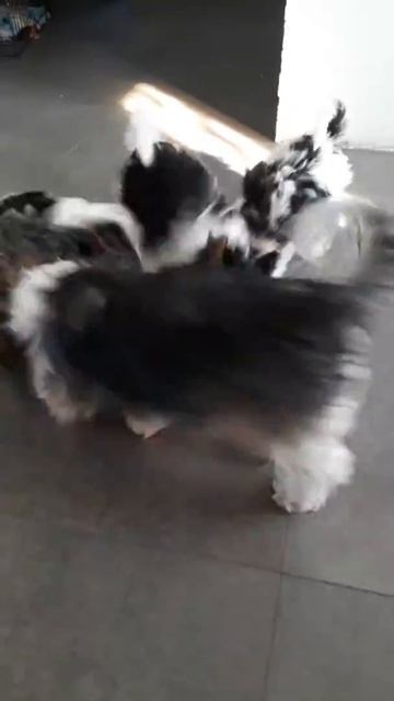 Тестируем робот- пылесос.Приучаем к труду смотреть онлайн