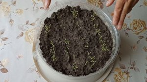 Как вырастить портулак на подоконнике